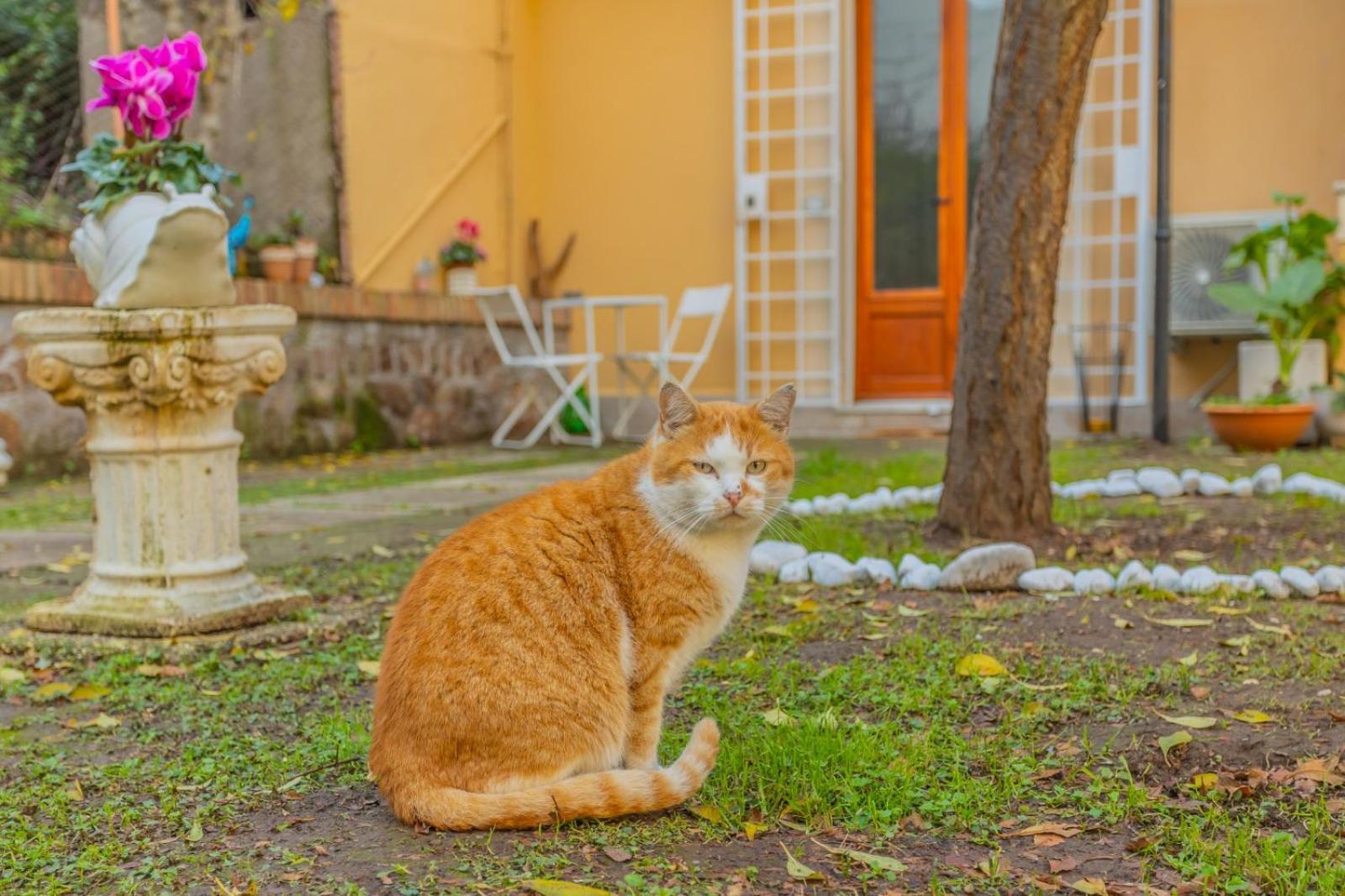 Villa Gatta Roma Esterno foto